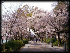 宇治川の桜