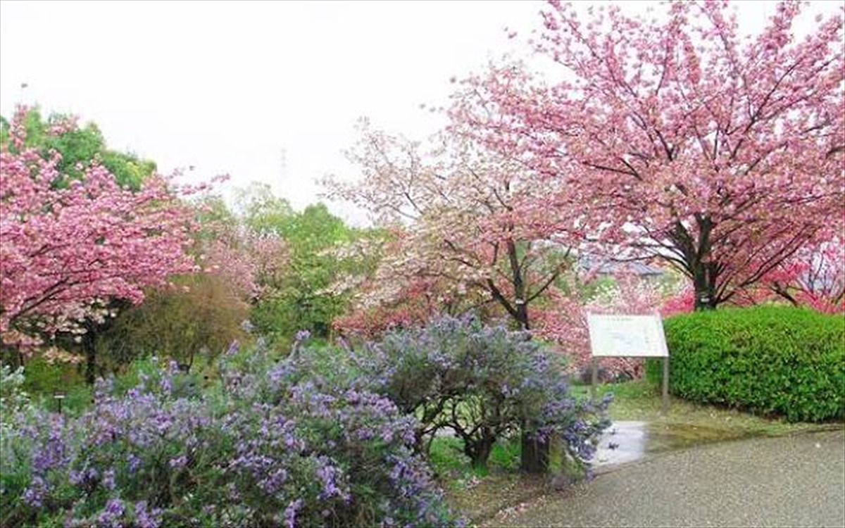 宇治市植物公園の八重桜