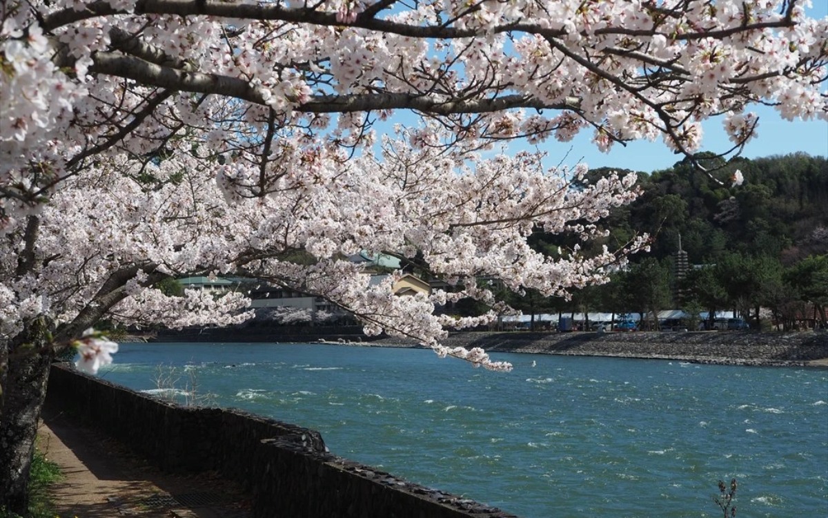 桜の咲く宇治川沿い